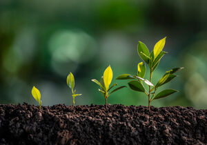 plant